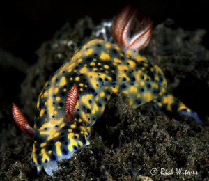 Hypselodoris kanga.  D300/105mm. by Richard Witmer 
